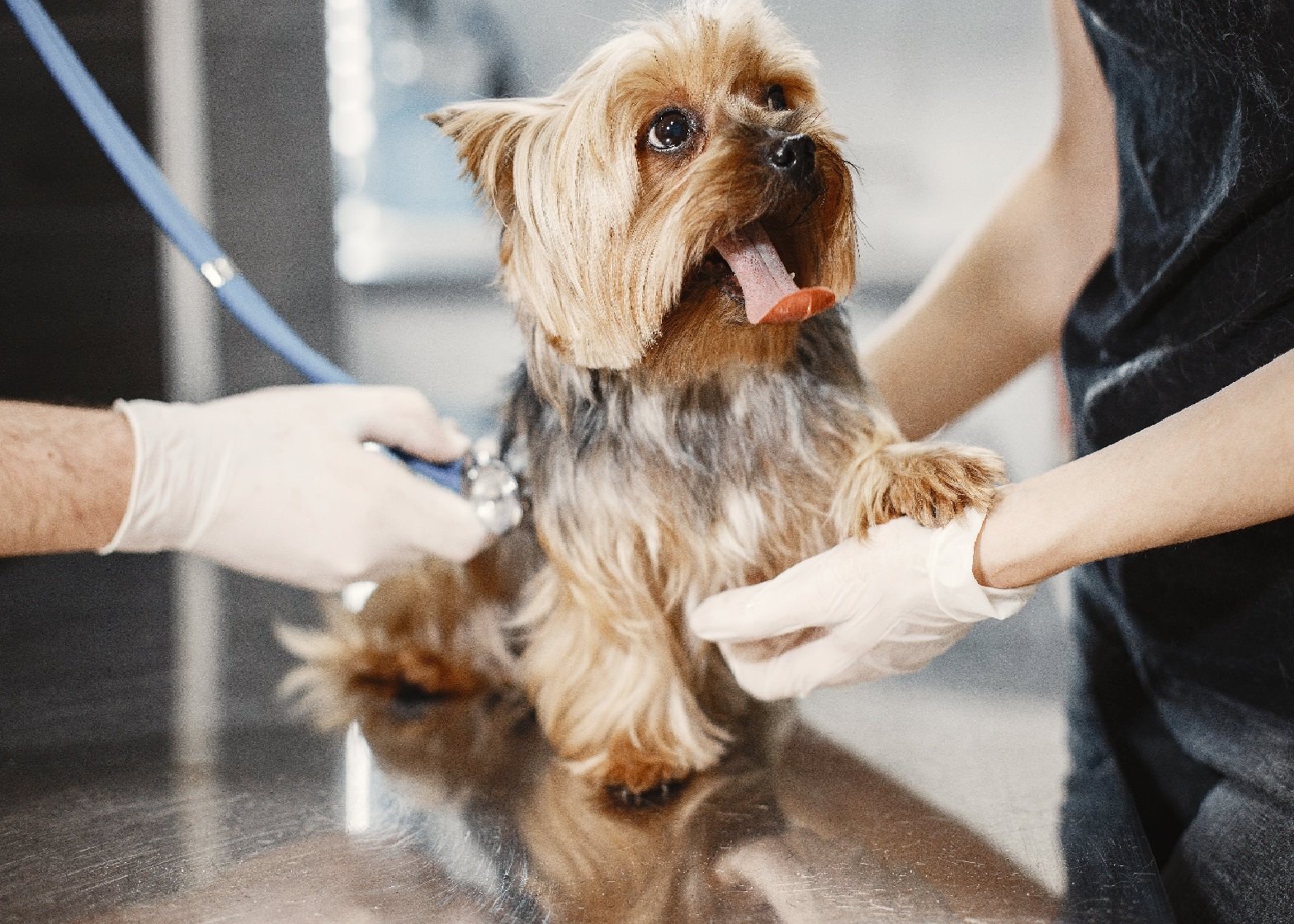 Creating Vegan Meal Plans for Veterinary Assistants: A Guide to Healthy and Balanced Eating